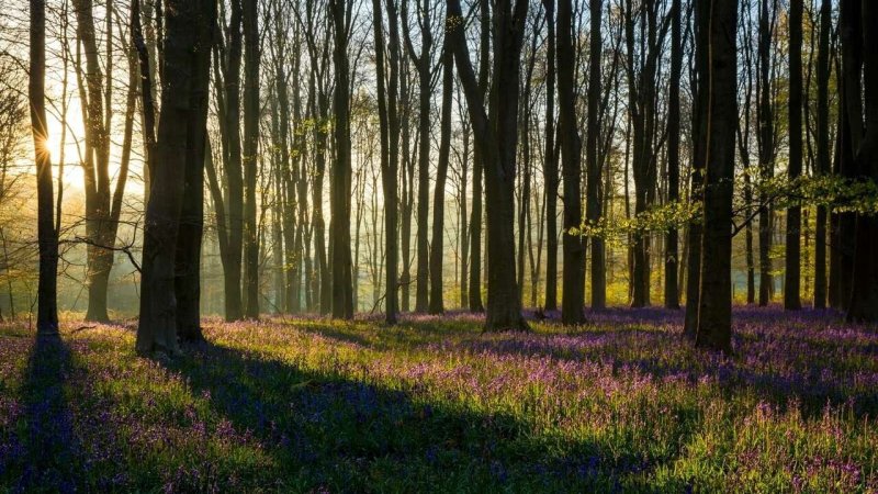 Весеннего леса