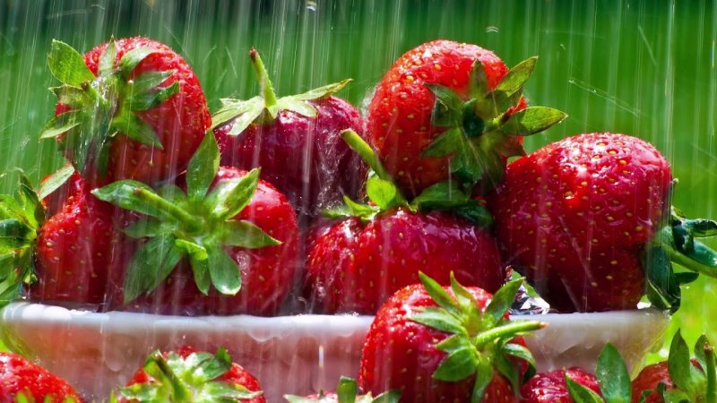 Лето фрукты