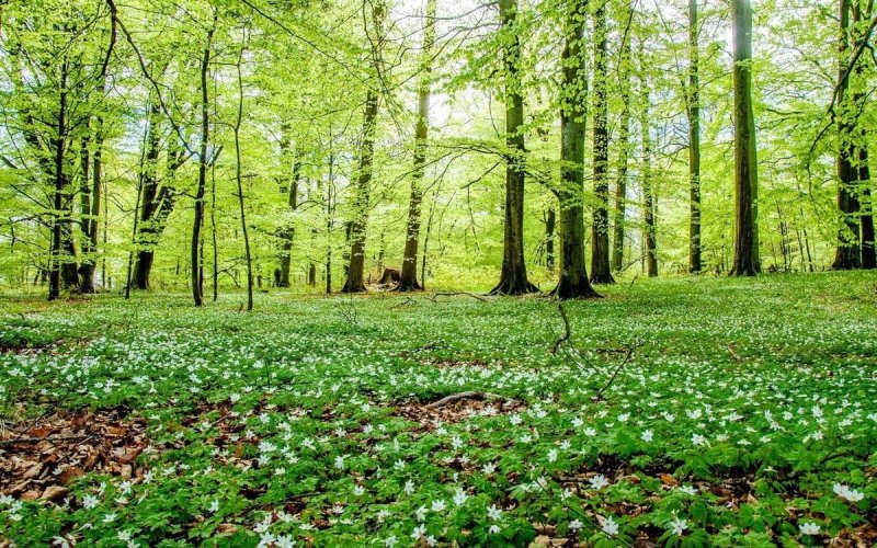 Поляна в лесу