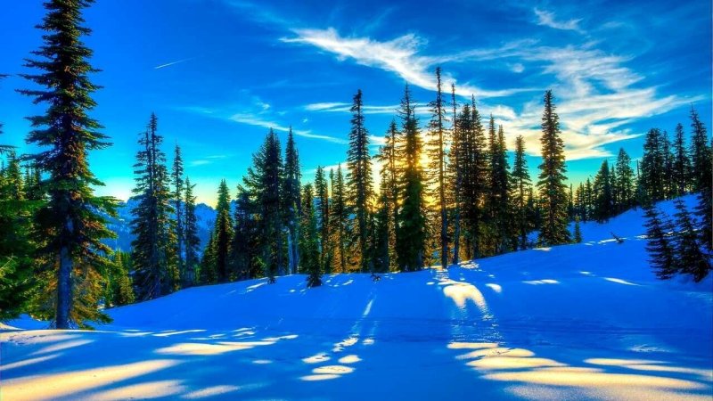 Красивый зимний лес