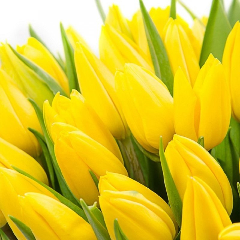 Желтые тюльпаны Стронг Голд