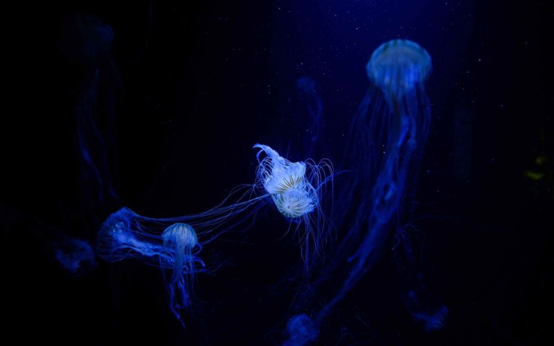 Медуза: Воскрешение медузы