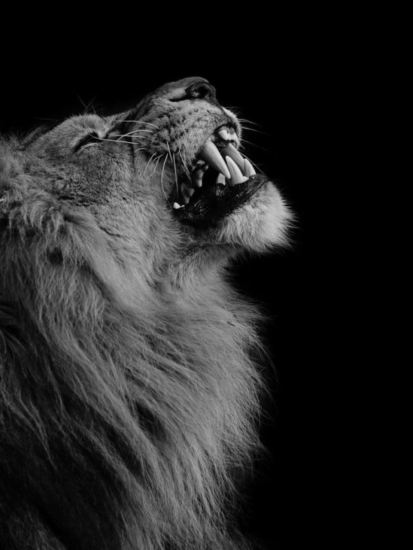 Лев Блэк Лайон