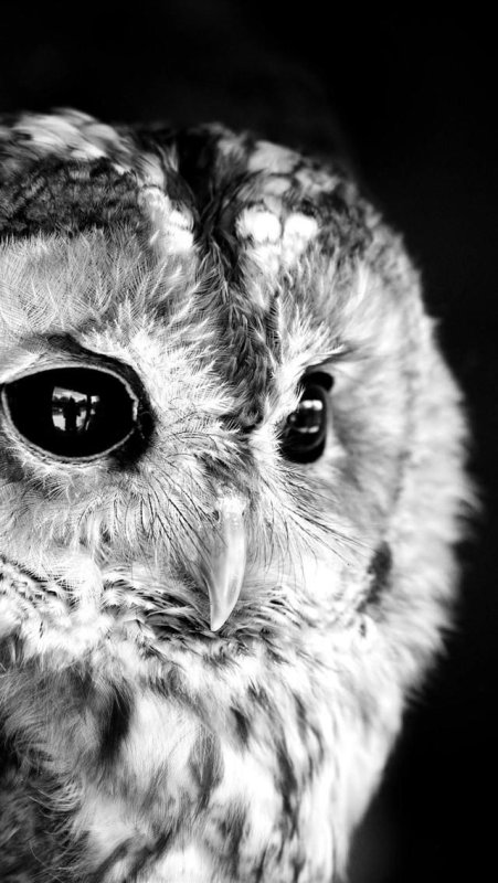 Сова с черными глазами