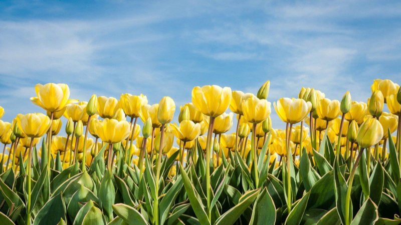 Тюльпан Йеллоу Кинг