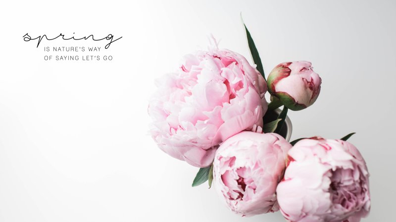 Обои на рабочий стол пионы