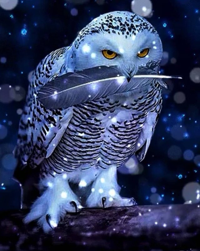 Сипуха белая Полярная Сова