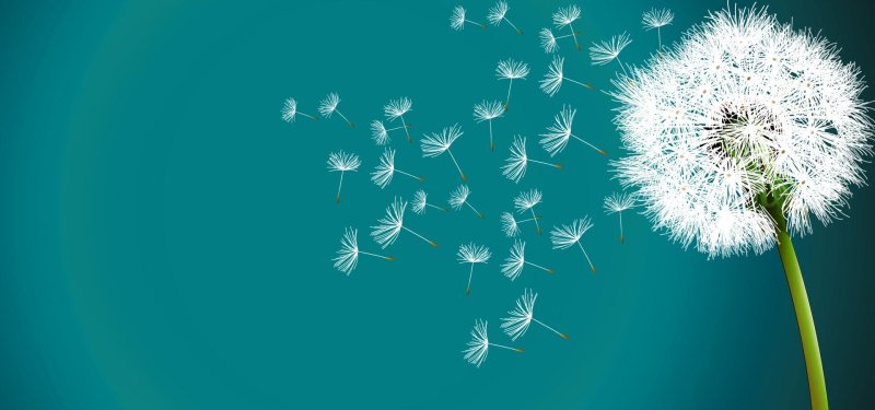 Поле одуванчиков Геншин