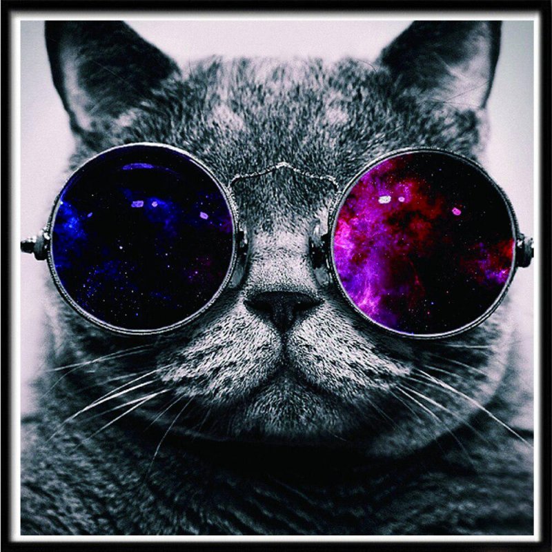 Крутой кот в очках