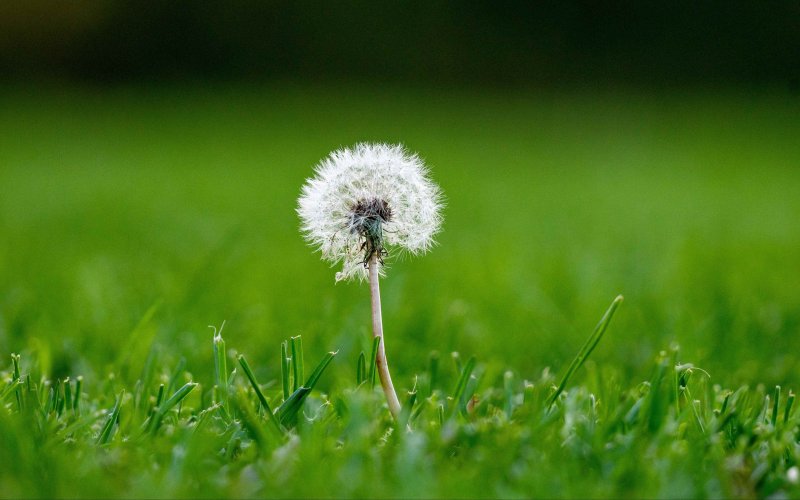 Одуванчик макро