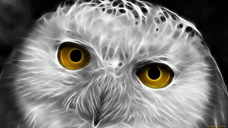 Заставка на рабочий стол Сова