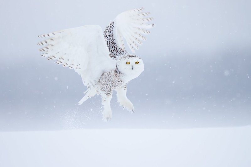 Тундровая Полярная Сова