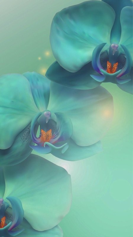 Голубая Орхидея