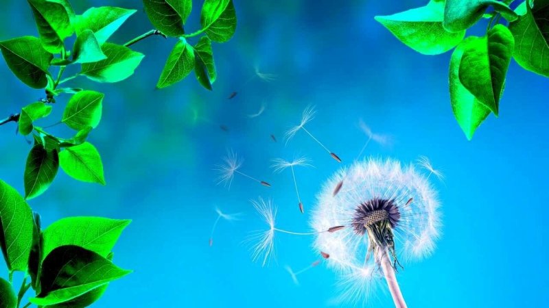 Красивые одуванчики