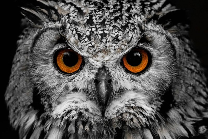 Изображение Совы