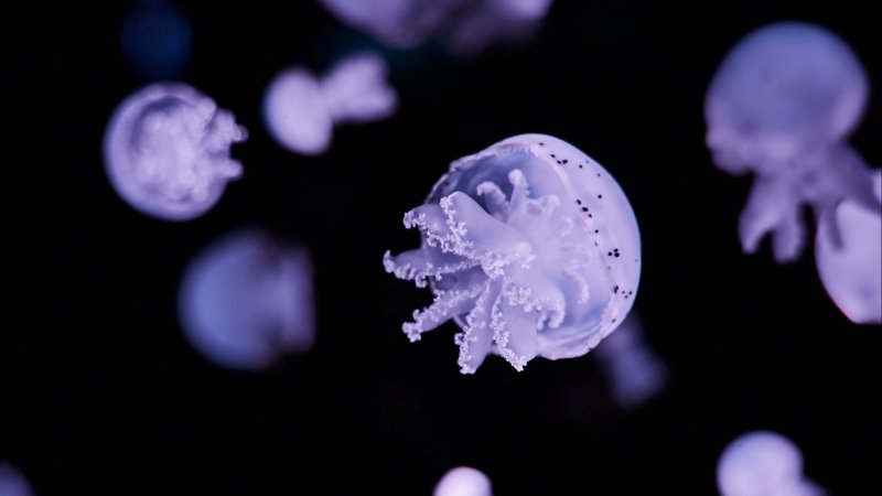 Медузы HD