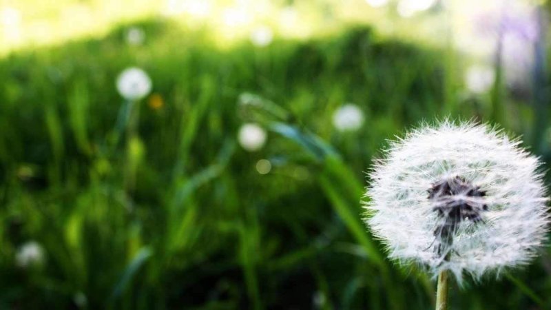 Одуванчики на рабочий стол