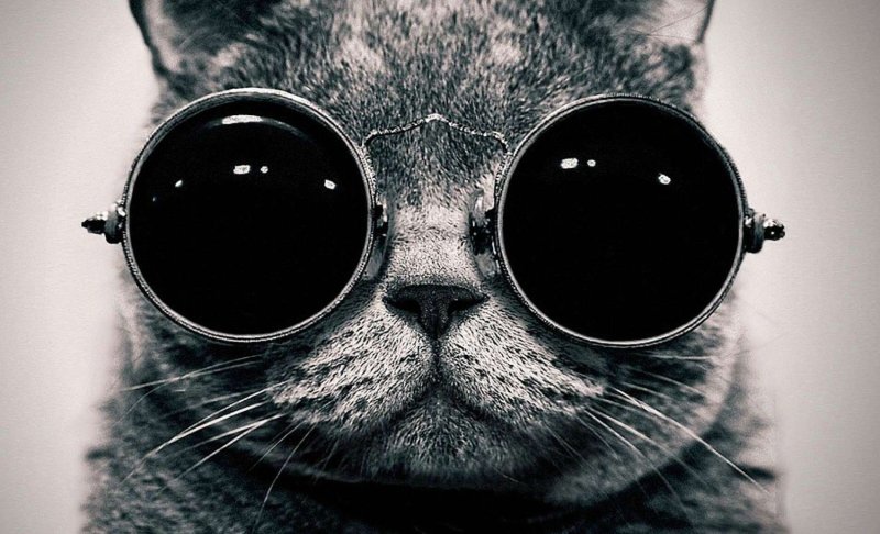 Котик в очках и галстуке