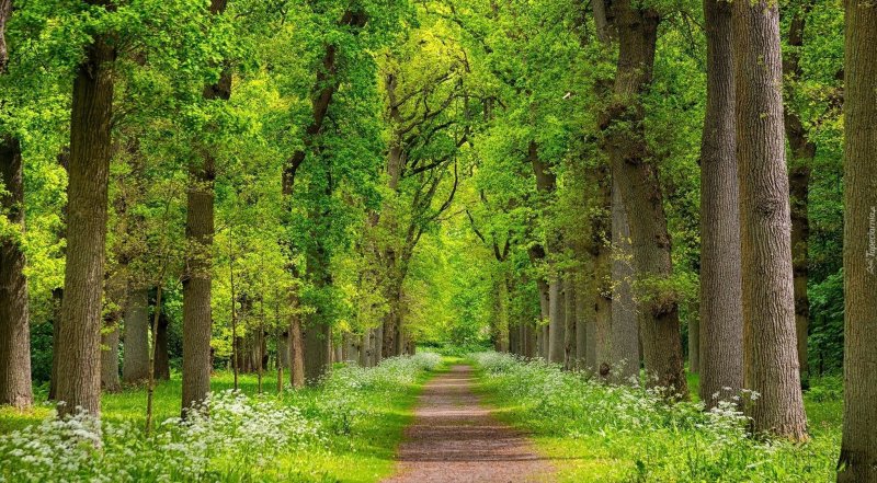 Зеленая аллея лес 4к