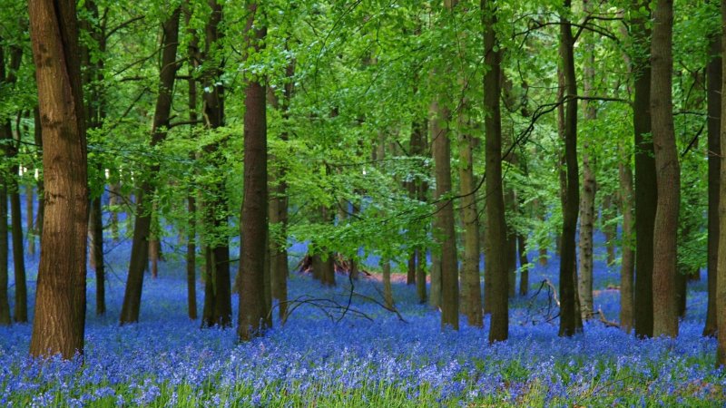 Весенняя природа