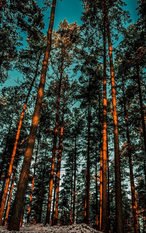 Сосновый лес