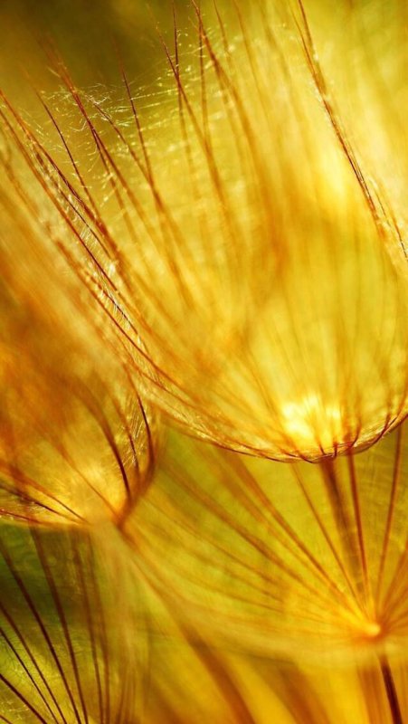 Желтая заставка