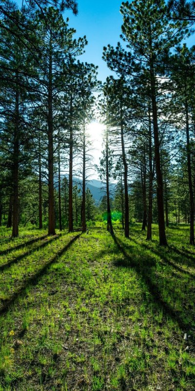 Сосновый лес