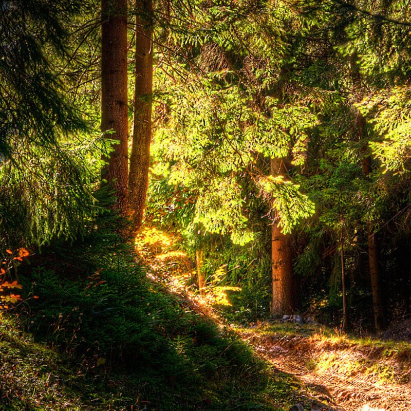 Красивая природа лес