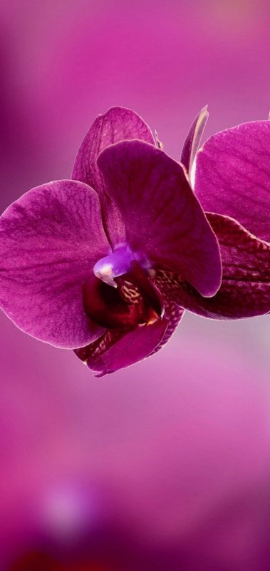 Фаленопсис фуксия