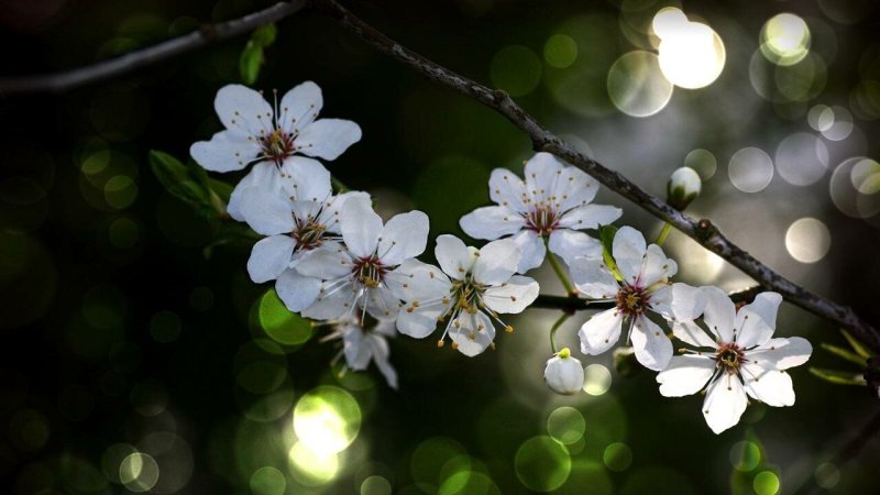 Дерево вишни цветущее