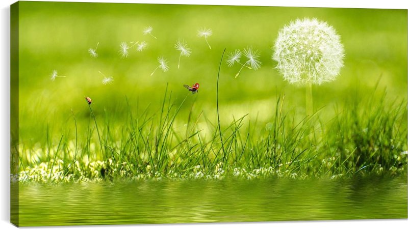 Лужайка с одуванчиками