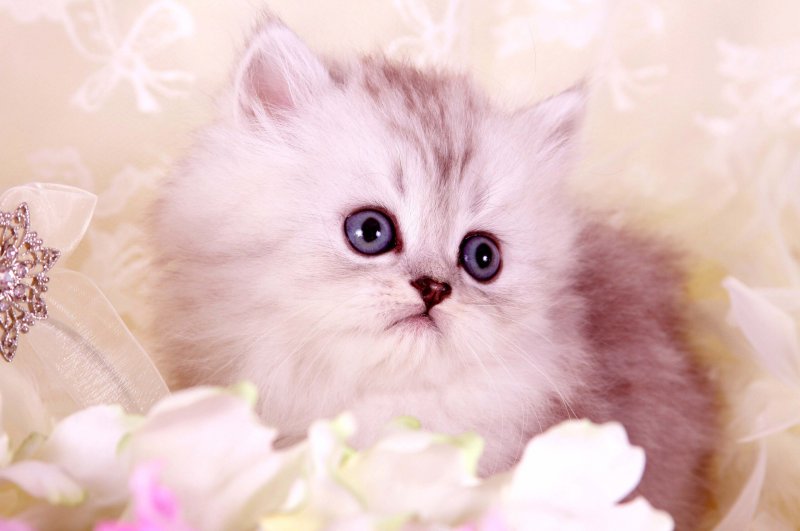 Пушистые котята