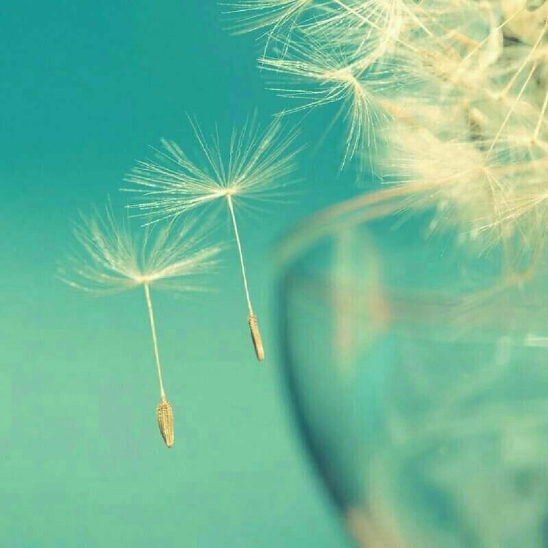 Одуванчик макро