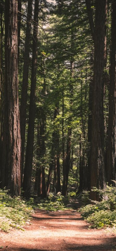 Лесной ландшафт