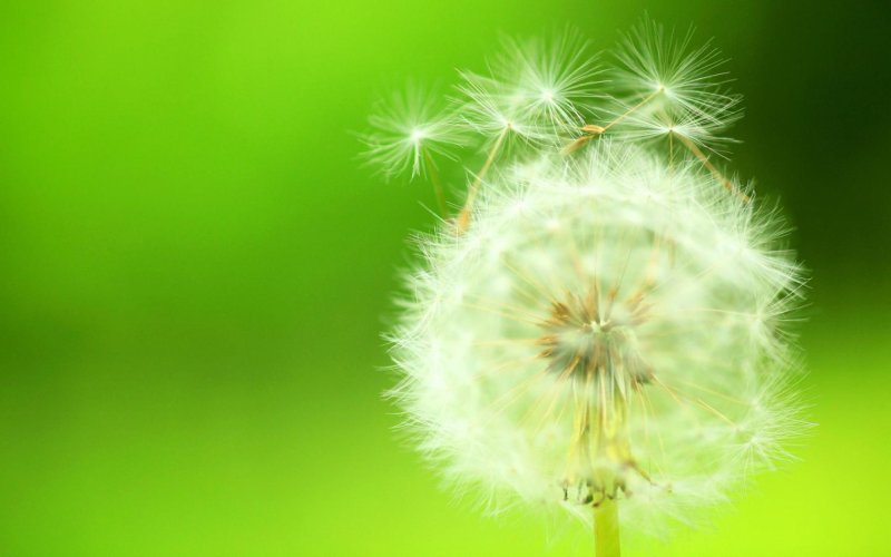 Одуванчики Геншин