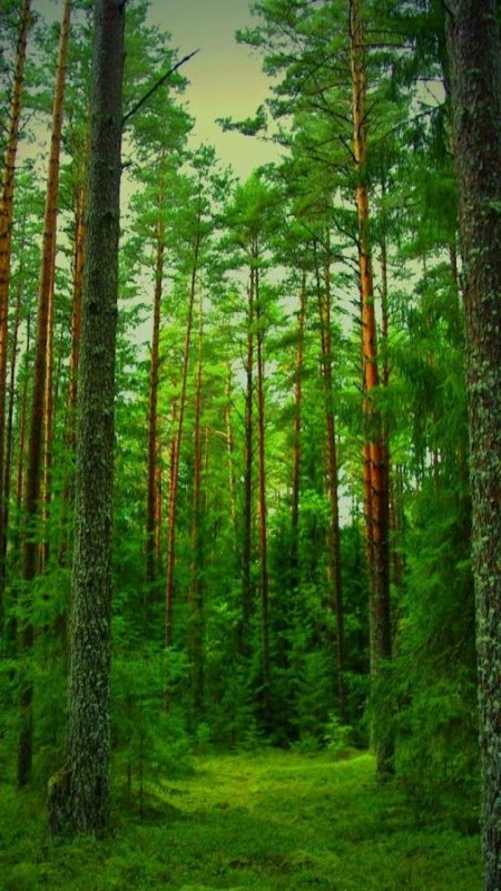 Хвойный лес Тайга