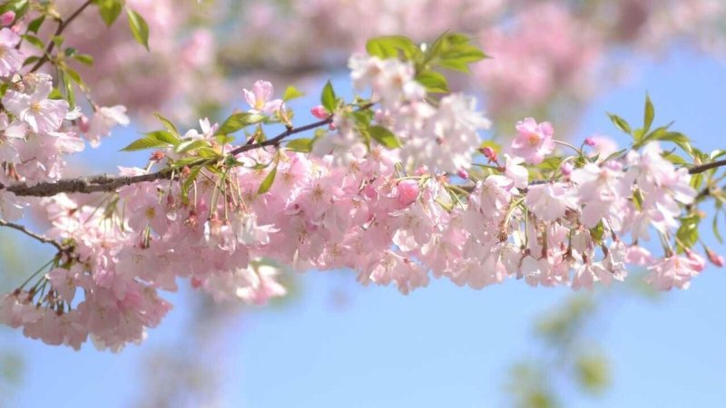 Прекрасная Весна