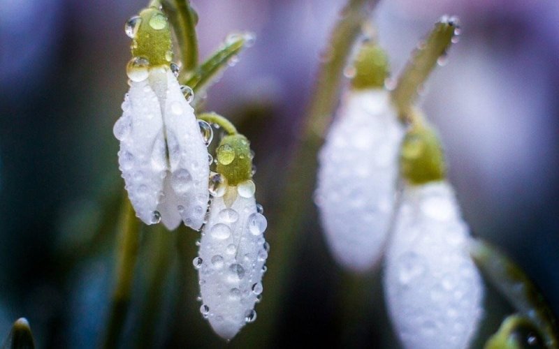 Ранняя Весна