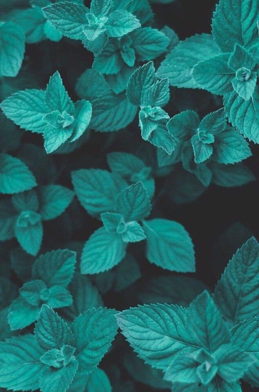 Мята ментоловая цветение