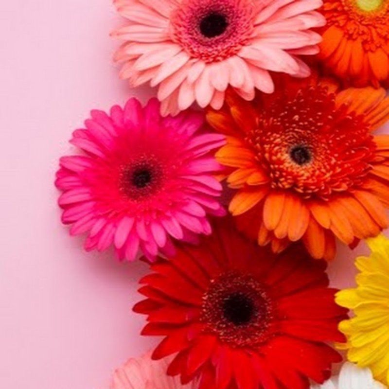 Гербера фулл Мун