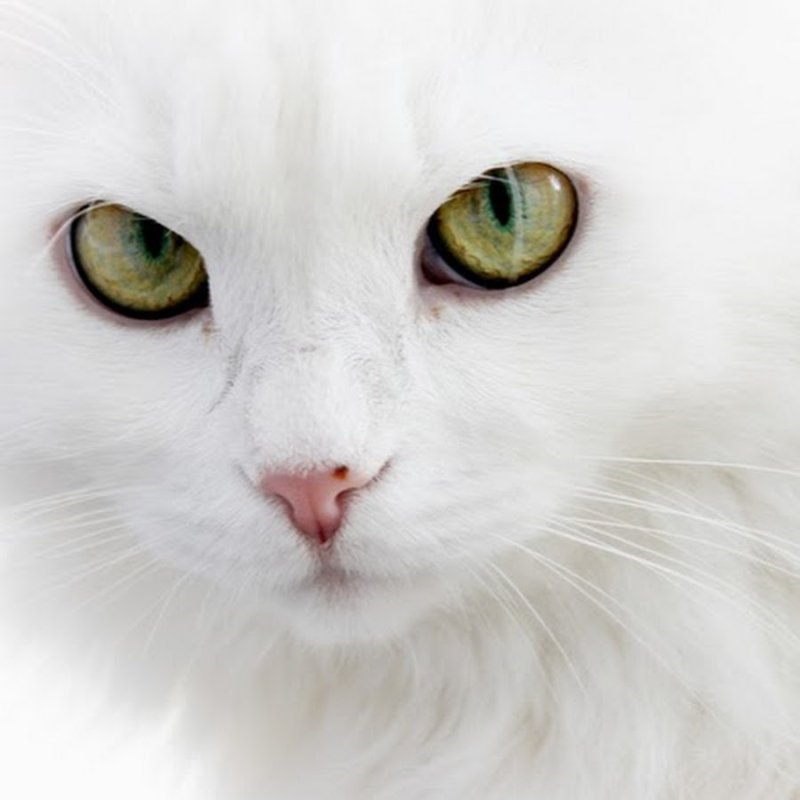 Белый котик