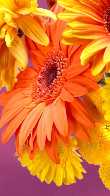 Яркие герберы