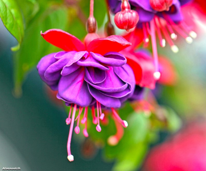 Фуксия Таунсенд