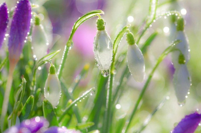 Весенние цветы