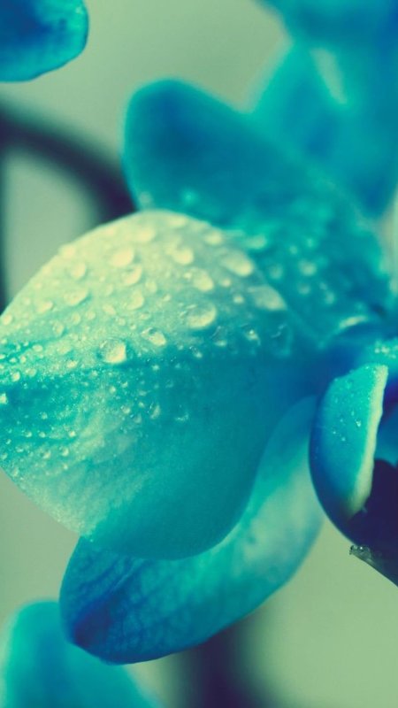 Обои бирюзового цвета