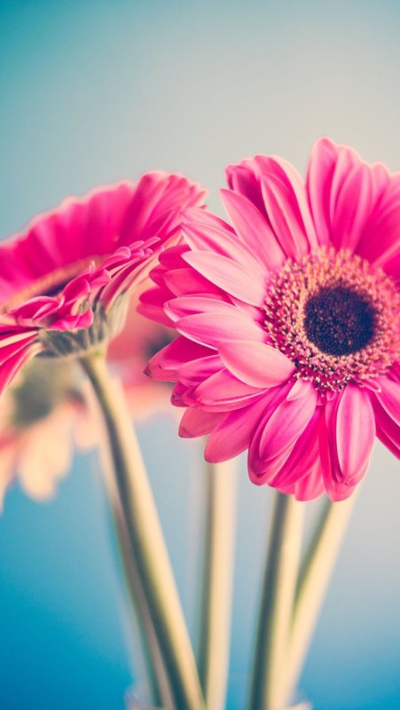 Розовые герберы