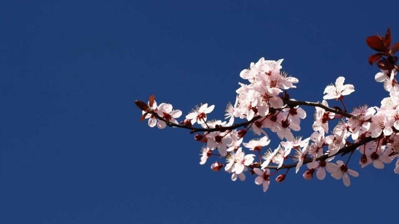 Ветка Сакуры