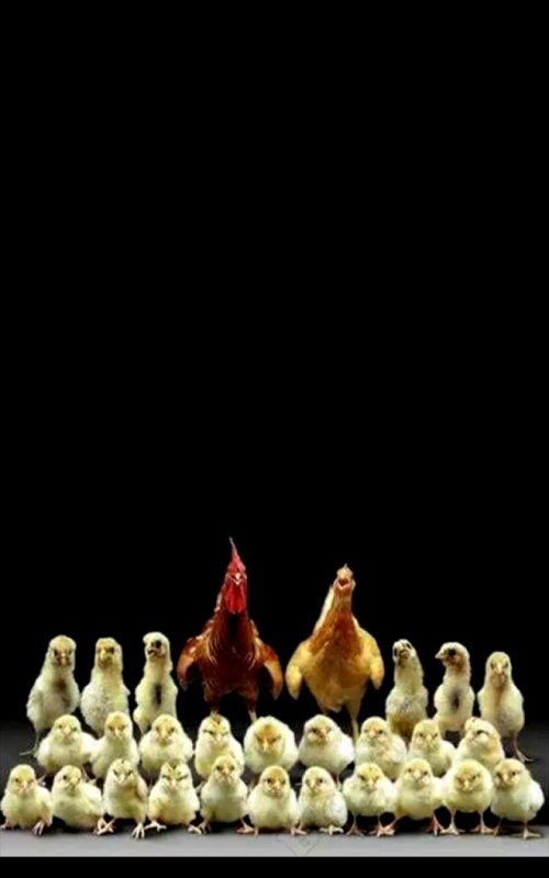 Курица и цыпленок смешной