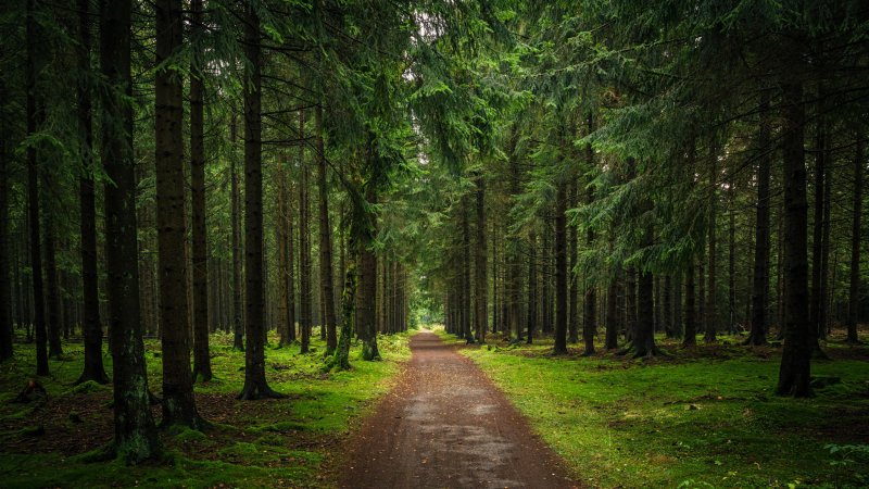 Лесная дорога