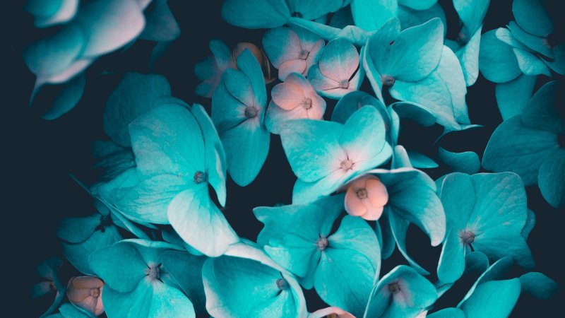 Цветы бирюзового цвета